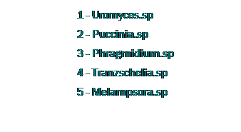 Text Box:                         1 - Uromyces.sp                         
                        2 - Puccinia.sp
                        3 - Phragmidium.sp
                        4 - Tranzschelia.sp
                        5 - Melampsora.sp
 
 
