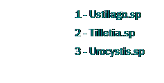 Text Box:                         1 - Ustilago.sp
                        2 - Tilletia.sp
                        3 - Urocystis.sp
 
